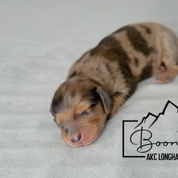 Scarlet - Red Dachshund puppy in Clyde Park, Montana from Boondachs FKA Koch’s Mini Dachshunds
