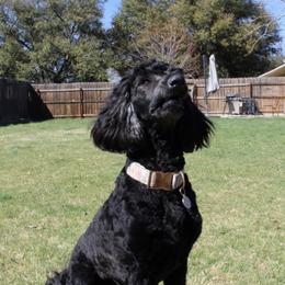 Clover - Goldendoodle