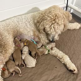 Goldendoodle puppies from Happy_Tails_by_TJ