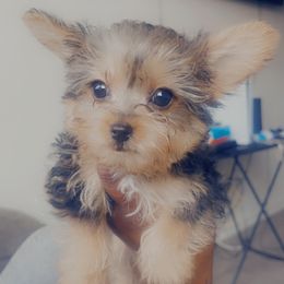 Boy 2 - Black and gold Yorkshire Terrier puppy in Fort Worth, Texas from Mina’s Minnies