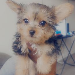 Boy 2 - Black and gold Yorkshire Terrier puppy in Fort Worth, Texas from Mina’s Minnies