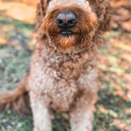 Moose - Goldendoodle