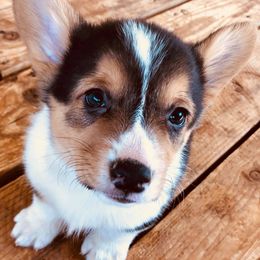 Pembroke Welsh Corgis from Black Velvet Kennel