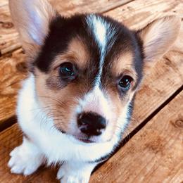 Pembroke Welsh Corgis from Black Velvet Kennel