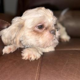Princess Laya - Shih Tzu