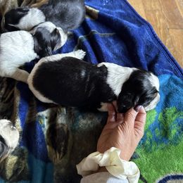 Sunset - Black white and tan female English Springer Spaniel puppy in Winfield, Tennessee from Murphy Farms and Springers