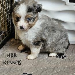 Pez - Blue merle male Toy Australian Shepherd puppy in Luzerne, Iowa from Rouse's Aussies