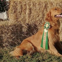 Golden Retrievers from Summit Shadows