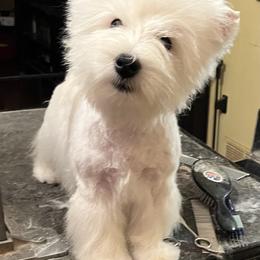Lula - West Highland White Terrier