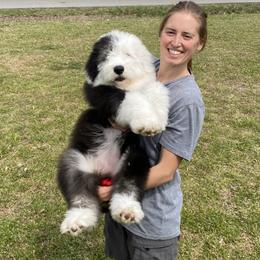 Old English Sheepdog Puppies from Yadah Sheepdogs