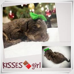 KISSES - Brown and white female Aussiedoodle puppy in Houston, Texas from Jomelkin Furry Pals
