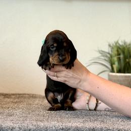 Little Mint Boy - Black and tan male Black and Tan Coonhound puppy in Oregon from Toodaloo Coonhounds