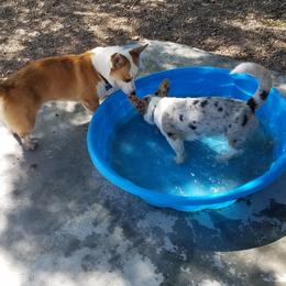American Corgi, Cardigan Welsh Corgi, and Pembroke Welsh Corgi Puppies from Enok Corgis