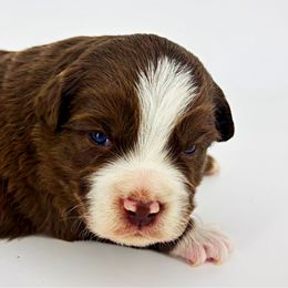 Boq - Red male Miniature American Shepherd puppy in Smithville, Arkansas from Cooper Creek Aussies