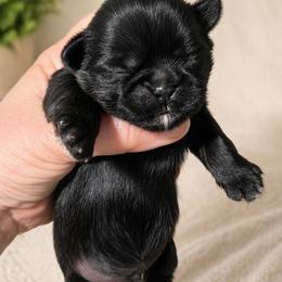 Milo - Black male Shih Tzu puppy in Waynesboro, Pennsylvania from Big Win Shih Tzus