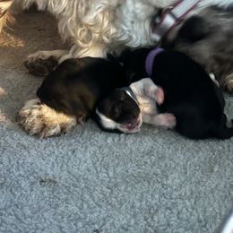 Cocker Spaniel puppies from Abundance of Joy LLC Cocker Spaniels