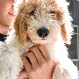 Goldendoodles from Oodles of Doodles