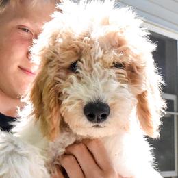 Goldendoodles from Oodles of Doodles