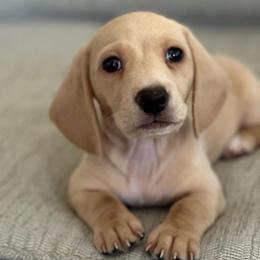 George - Cream male Dachshund puppy in Palo Cedro, California from RK Doxies
