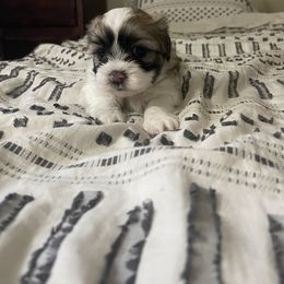 Shihpoo Puppies from The Sassy Shihpoos