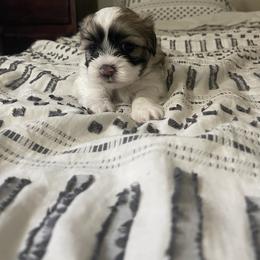 Shihpoo Puppies from The Sassy Shihpoos