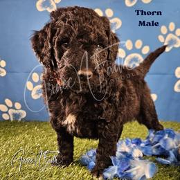 Thorn - Black male Labradoodle puppy in Peyton, Colorado from Grace N Faith Doodles