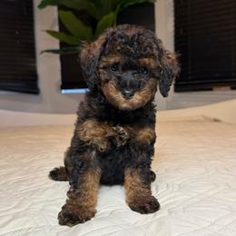 Lily - Black and tan female Cockapoo puppy in Queens, New York from The 2 Musketeers_Cockapoos