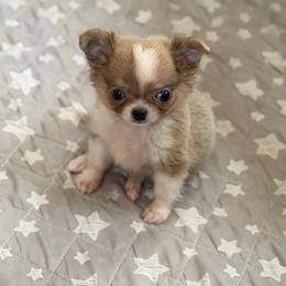 5500Fredrick ( charting 3-4 pounds) - Chocolate blue male Chihuahua puppy in East Syracuse, New York from Blissful’s Chihuahuas
