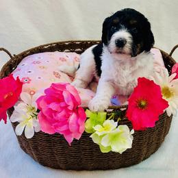 Daisy - Tri-color female Bernedoodle puppy in Harpers Ferry, West Virginia from Oso Perfect Poodles and Doodles