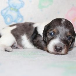 Boy 4 - Blue and tan male Dachshund puppy in Craig, Colorado from Rocky Mountain Shih Tzus and Dry Creek Miniature Dachshunds