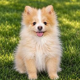 Kevin - Wolf sable male Pomsky puppy in Amarillo, Texas from Pom Pom Pomskies