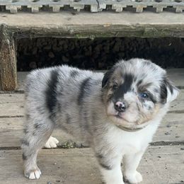 Boy 3 - Gray - Australian Shepherd puppy from MP Aussies
