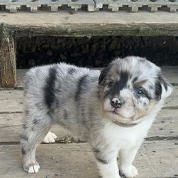 Boy 3 - Gray - Australian Shepherd puppy from MP Aussies