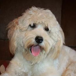 Harley - Goldendoodle