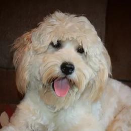 Harley - Goldendoodle