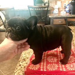 French Bulldog Puppies from Hilltop French Bulldogs