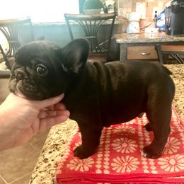 French Bulldog Puppies from Hilltop French Bulldogs