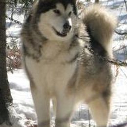 Alaskan Malamutes from Tol Istari Alaskan Malamutes