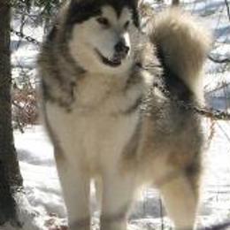 Alaskan Malamutes from Tol Istari Alaskan Malamutes