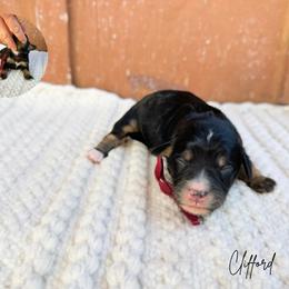 Clifford - Phantom male Bernedoodle puppy in Wamego, Kansas from Doodles of Oz