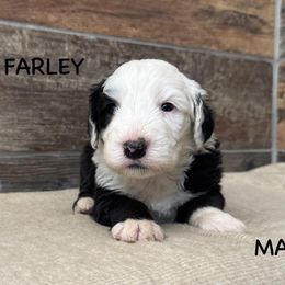 Farley - Gray and white Old English Sheepdog puppy in Blackfoot, Idaho from What the Fluff Old English Sheepdog