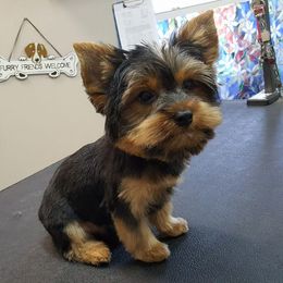 Yorkshire Terrier Puppies from Island lake Yorkies