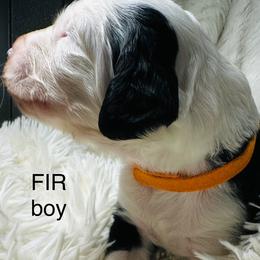 FIR - Black and white male Sheepadoodle puppy in Buffalo, Minnesota from Fur-ever Doodles