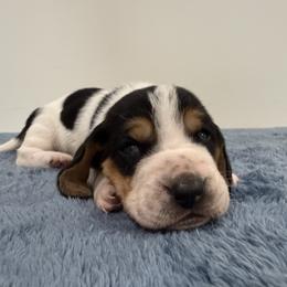 Male 1 - Black white and brown male Basset Hound puppy in Douglas, Georgia from Huffer Hounds and Havanese