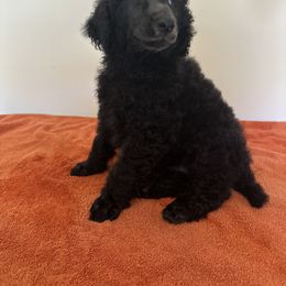 Poodle Puppies from Paddock's Purebred Poodles