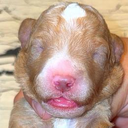 Girl 5 - Apricot female Goldendoodle puppy in Holly, Colorado from Vida’s Loving Doodles