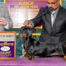 Chihuahuas and Dachshunds from Passport