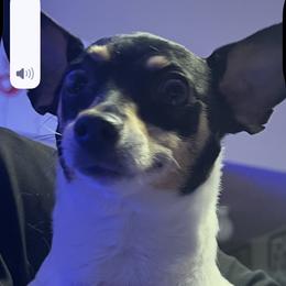 Squeakie - Toy Fox Terrier