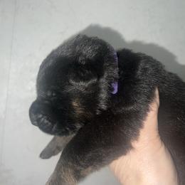 Charli - Black and red female German Shepherd puppy in Winterport, Maine from Vom Stevens Old Fashioned German Shepherds