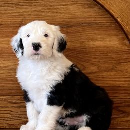 Old English Sheepdogs from What the Fluff Old English Sheepdog